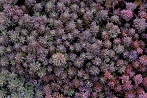 Dawn Prints: Colorful sedum carpet closeup with dew drops