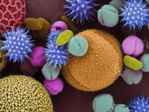 Assortment Prints: Colorized scanning electron microscope image of pollen grains