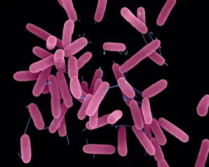 Electron Prints: Coloured scanning electron micrograph (SEM) of Pseudomonas aeruginosa