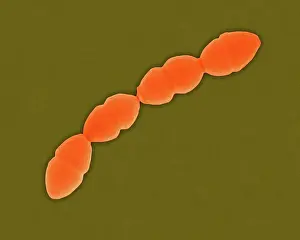 Community Prints: Coloured scanning electron micrograph (SEM) of Streptococcus pneumoniae