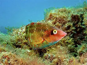 Diverse Prints: Colourful Atlantic wrasse (Centrolabrus trutta)