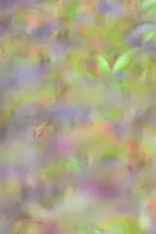 Impressionistic Prints: Colourful autumn leaves, wild cherry (Prunus avium)