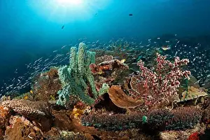 Colourful Prints: Colourful coral reef, Raja Ampat, West Papua, Indonesia, Asia