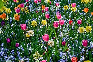 Benelux Prints: A colourful flower field with tulips in different colours among other flowering plants