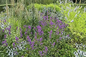 Benelux Prints: Colourful flowers and flowering herbs in kitchen garden, herb garden in summer