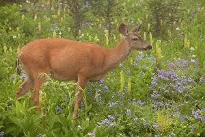 Deer Prints: Columbian Black-tailed Deer (Odocoileus hemionus columbianus) doe