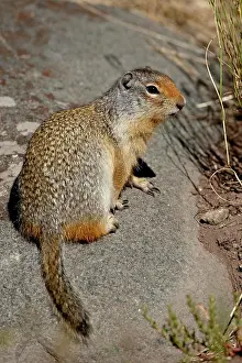Columbian Prints: Columbian ground squirrel Citellus columbianus