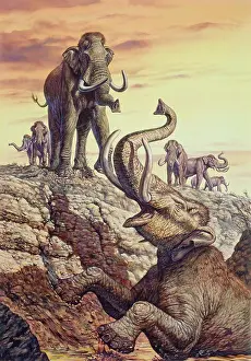 Giant Prints: Columbian Mammoth (Mammuthus columbi) trapped in a sinkhole