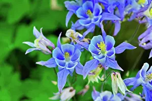 Blooming Prints: Columbine, Aquilegia