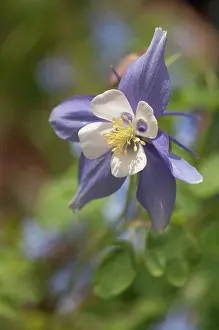 Petal Prints: Columbine (Aquilegia x hybrida Swan Blue and White')