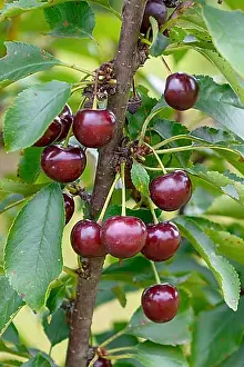 Woody Plant Prints: Columnar sour cherry (Prunus cerasus Jachim'), Merkel family, Germany