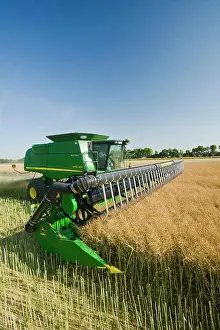 Straight Prints: a combine harvester straight cuts a standing canola field during the harvest