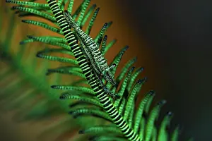 Underwater Prints: Commensal Shrimp, Periclimenes commensalis, on feather star, Manado, Sulawesi, Indonesia