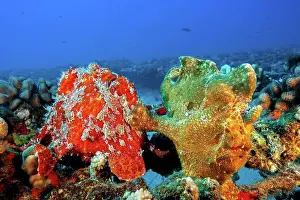 Marine Prints: Two Commerson's frogfish (Antennarius commersoni) one pushing the other with its pectoral fin; Hawaii