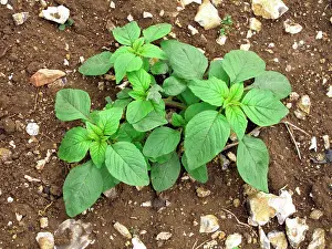 Weed Prints: Common amaranth, red-rooted pigweed