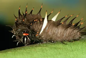 Guinea Prints: Common Birdwing Caterpillar (Ornithoptera priamus)