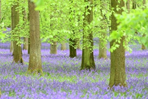 Spring Time Prints: Common Bluebell (Hyacinthoides non-scripta) flowering mass