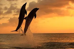 Leaps Prints: Common Bottlenose Dolphin (Tursiops truncatus) two adults