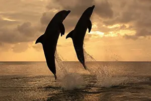 Caribbean Prints: Common Bottlenose Dolphin (Tursiops truncatus) two adults