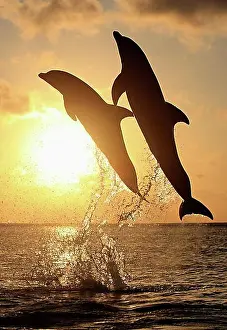 Worlds Prints: Two Common Bottlenose Dolphins (Tursiops truncatus)