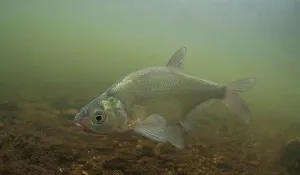 Swimming Prints: Common Bream (Abramis brama) adult