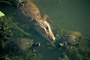 Contemporary Prints: Common caiman Caiman crocodilus with Mesoamerican Slider Turtle