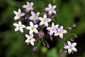 In Flower Prints: Common centaury, European centaury (Centaurium erythraea) in flower