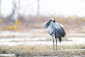 Swedish Prints: Common crane (Grus grus), Sweden, Europe