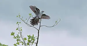 Adult Animal Prints: Common Cuckoo (cuculus canorus), Adult in Flight, Landing on Branch, Normandy