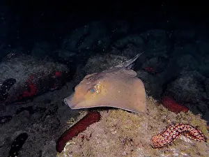 Night Picture Prints: Common eagle ray (Myliobatis aquila) at night