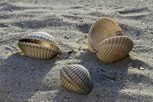 Coast Prints: Common, Edible cockle (Cerastoderma edule) (Cardium edule) shells on beach