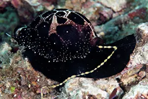 Maritime Prints: Common Egg Cowrie (Ovula ovum) adult