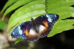 Australasia Prints: Common Eggfly (Hypolimnas bolina) adult female