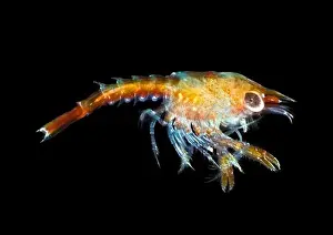 Underwater Prints: Common (European) Lobster (Homarus Gammarus) Stage 1 Larvae Anglesey Sea Zoo