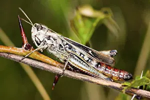 Macro Photograph Prints: Common field grasshopper (Chorthippus brunneus)