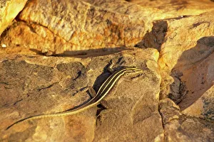 Tuli Lodge Prints: Common Flat Lizard (Platysaurus intermedius) female