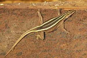 : Common Flat Lizard (Platysaurus intermedius) female