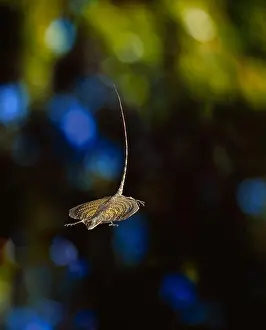 Flash Prints: common flying dragon draco volans gliding, lateral view image carries 50% surcharge