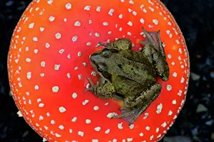 Afrasia Prints: Common frog on a Fly agaric United-Kingdom