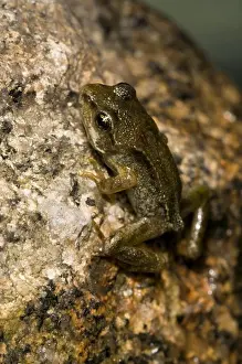 Juveniles Prints: Common Frog (Rana temporaria) juvenile