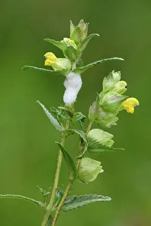 Arthropod Prints: Common Froghopper (Philoenus spumarius) nymph in cuckoo-spit froth