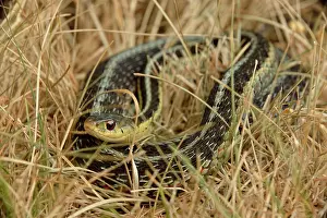 Ecological Prints: Common garter snake (Thamnophis sirtalis) Coiled sunning itself in dead grass