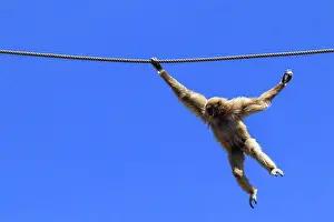 Playful Prints: Common gibbon swinging from rope with blue sky in background