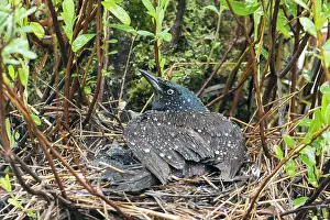 Chordate Prints: Common Grackle (Quiscalus quiscula) lying on the nest to protect its chicks from the rain