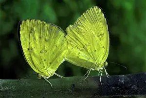 Arthropod Prints: Common Grass Yellow (Eurema hecabe simulata) adult pair, mating, Trivandrum, Kerala, India