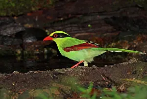 Tropical Prints: Common Green Magpie (Cissa chinensis chinensis) adult