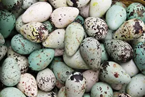 Market Prints: Common Guillemot (Uria aalge) eggs, for sale in supermarket, Iceland, June