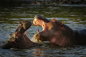 Kwazulunatal Prints: Common hippopotamus or hippo (Hippopotamus amphibius) fighting