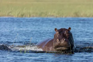 Wildanimal Prints: Common hippopotamus or hippo (Hippopotamus amphibius) showing aggression