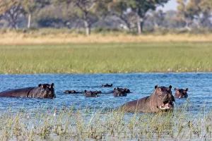 Wildanimal Prints: Common hippopotamus or hippo (Hippopotamus amphibius) showing aggression